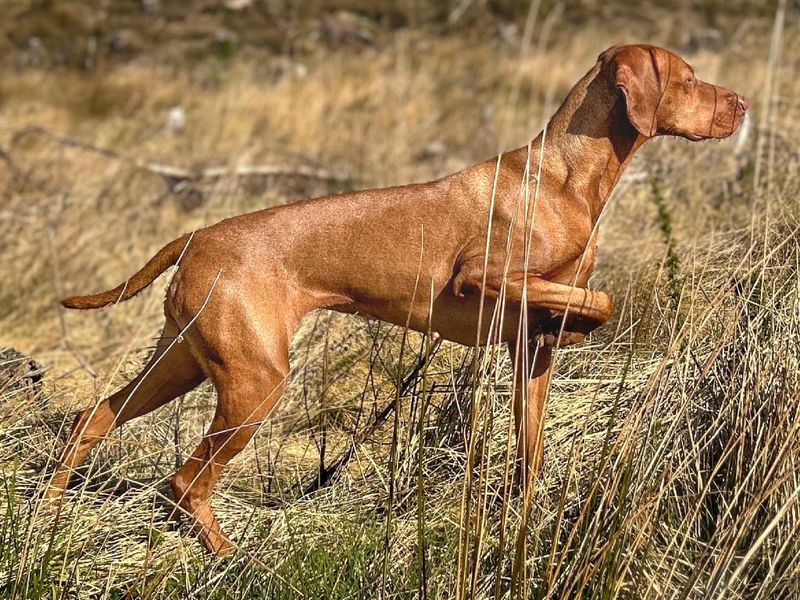 Vizsla