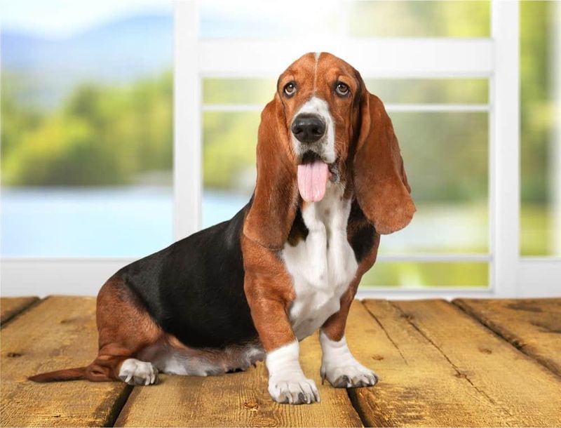 Basset Hound