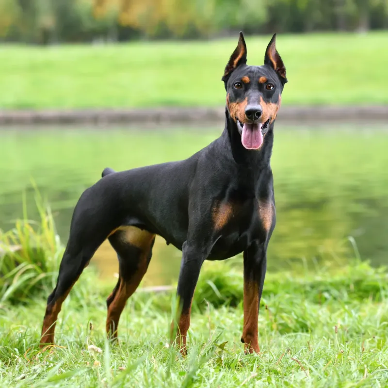Doberman Pinscher