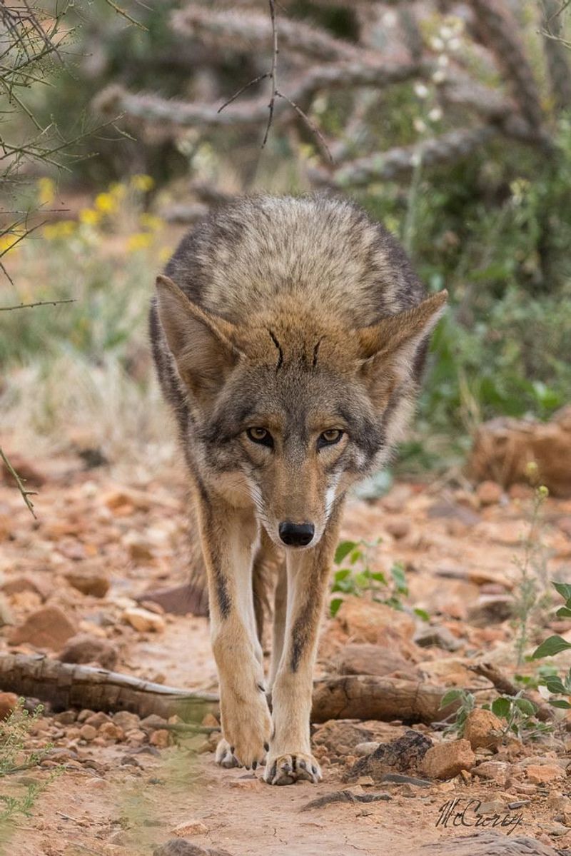 Coyote