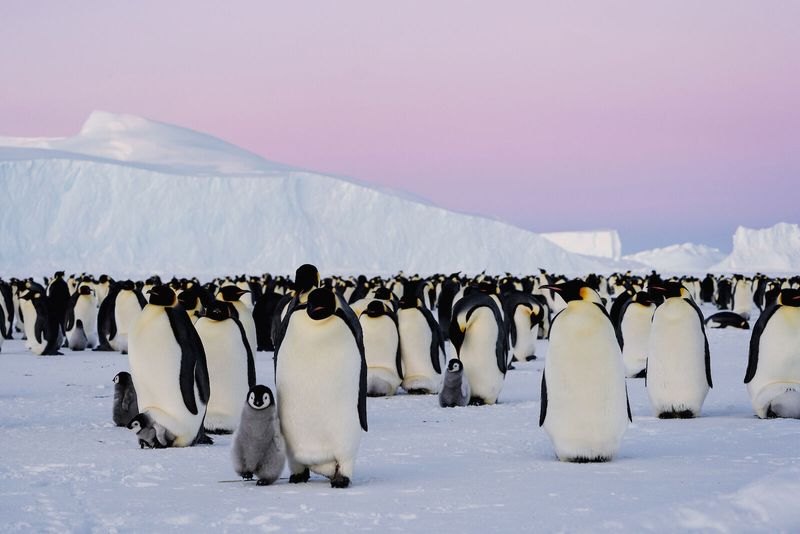 Emperor Penguin