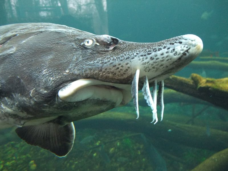 Sturgeon