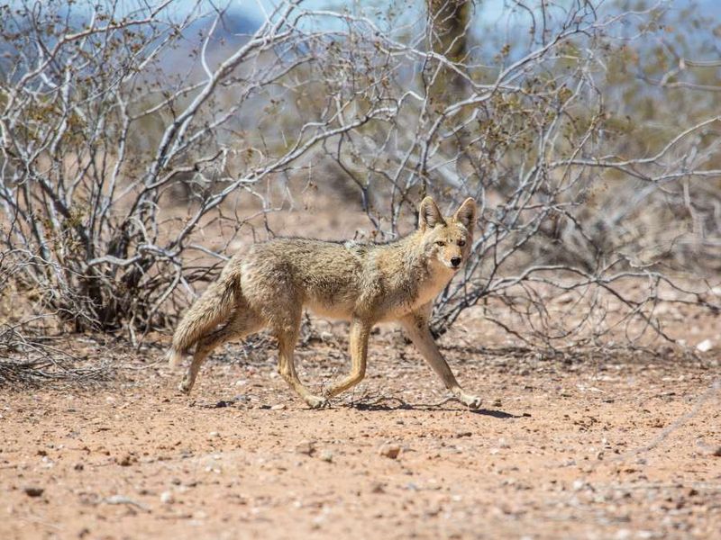 Coyotes