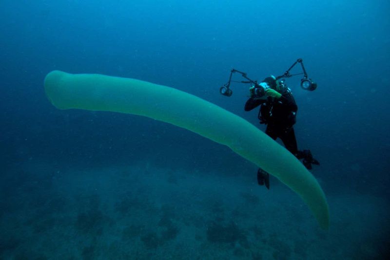 Ocean Giants