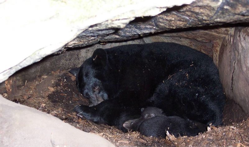 Hibernation Mysteries