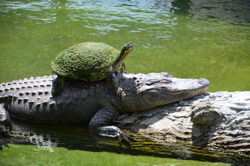 Everglades River
