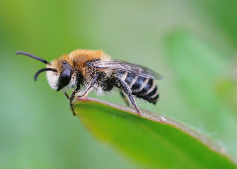 Wing Shape and Motion