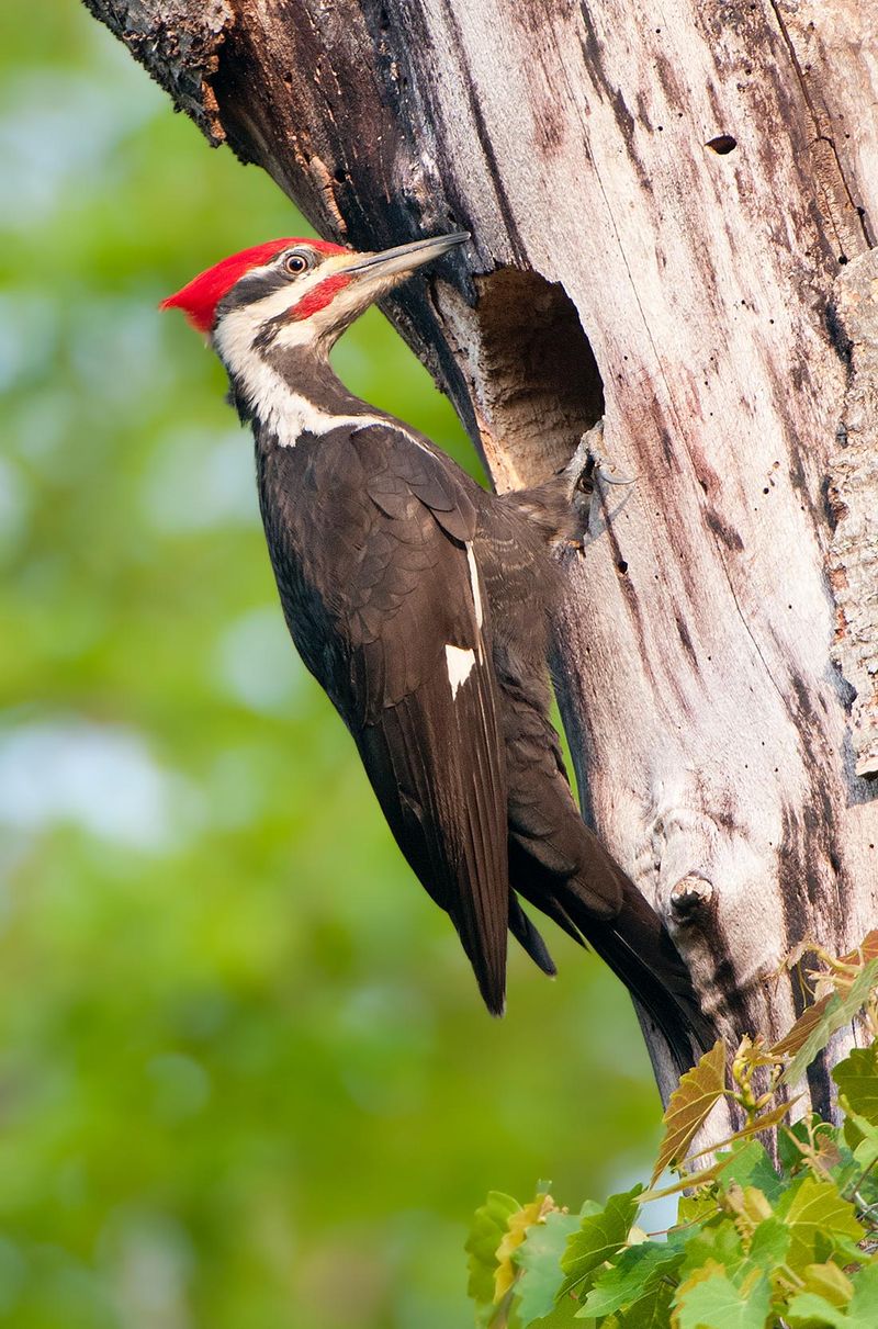 Role in Ecosystems