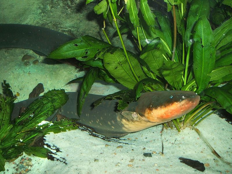 Electric Eel: Most Electric