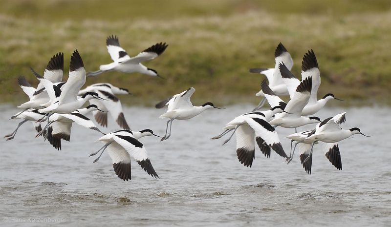 Pied Avocet