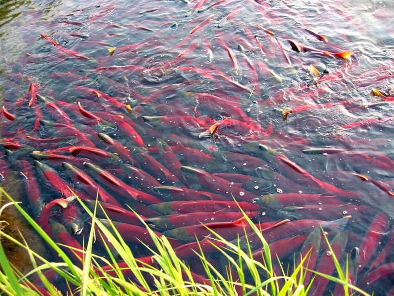 Pacific Salmon