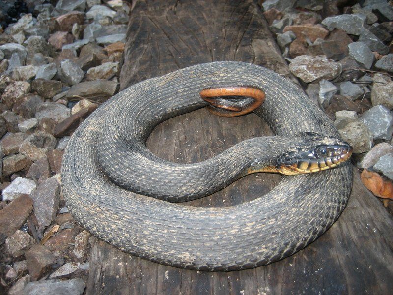Copperbelly Water Snake