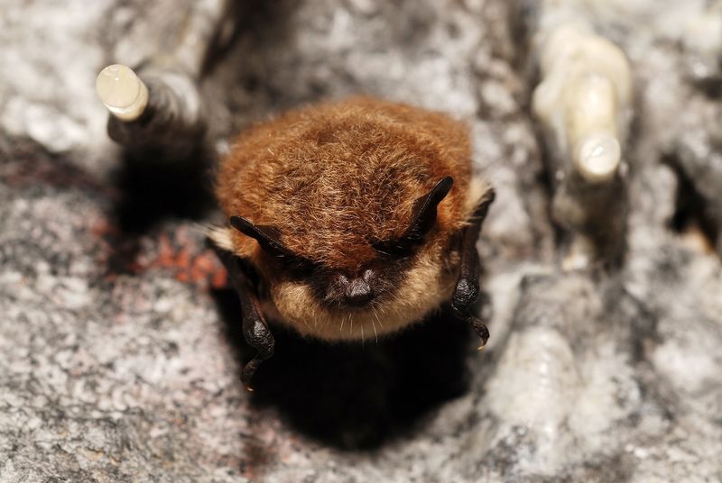 Brandt's Bat