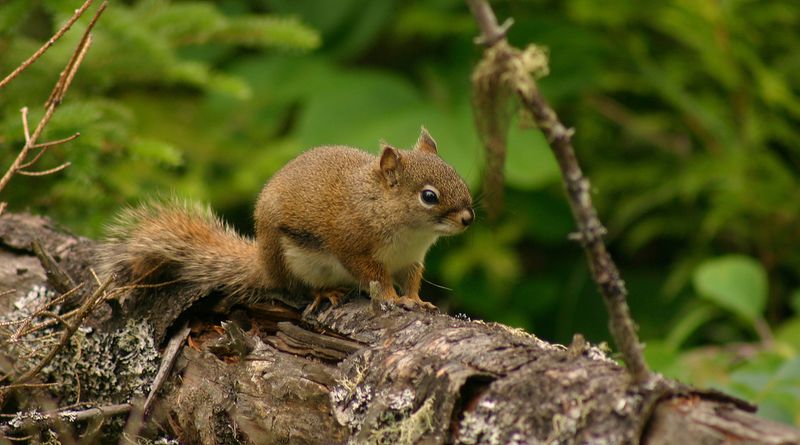 Red Squirrel