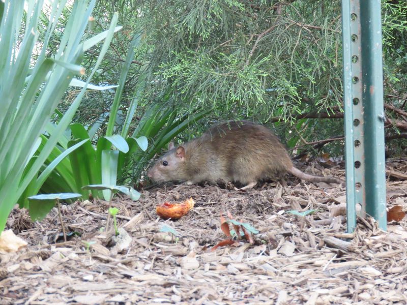 Norway Rat