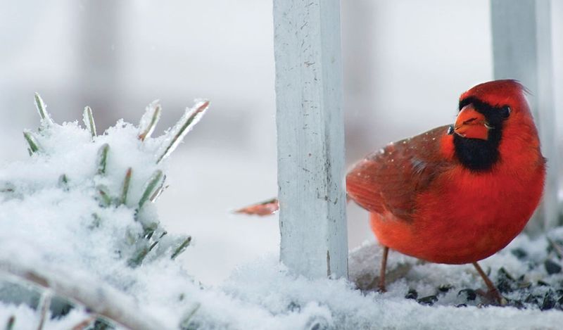 Cardinal
