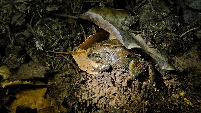 Wood Frog