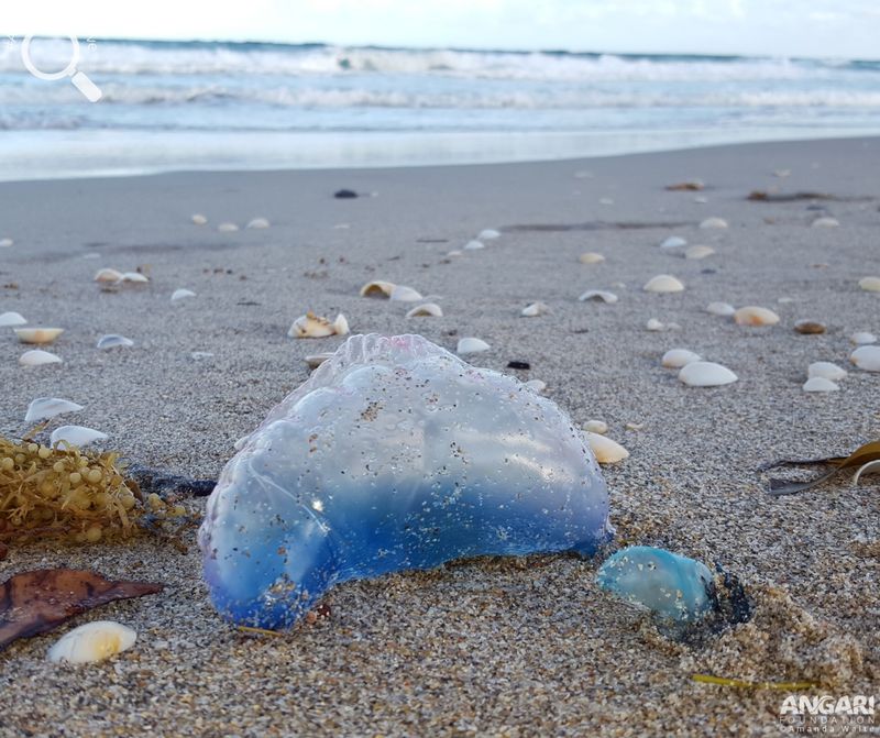 Portuguese Man o' War