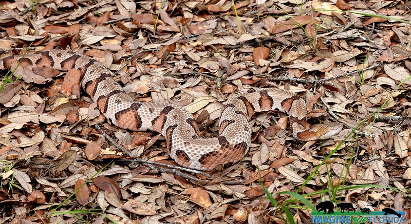 Copperhead Snake