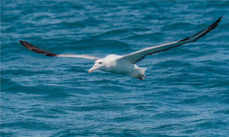 Albatross