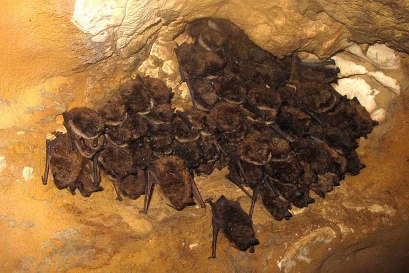 Northern Bat