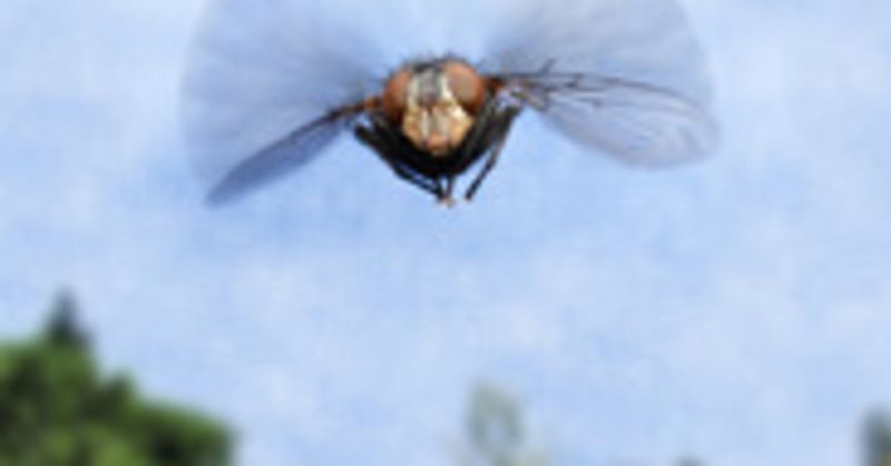 Aerodynamic Marvels