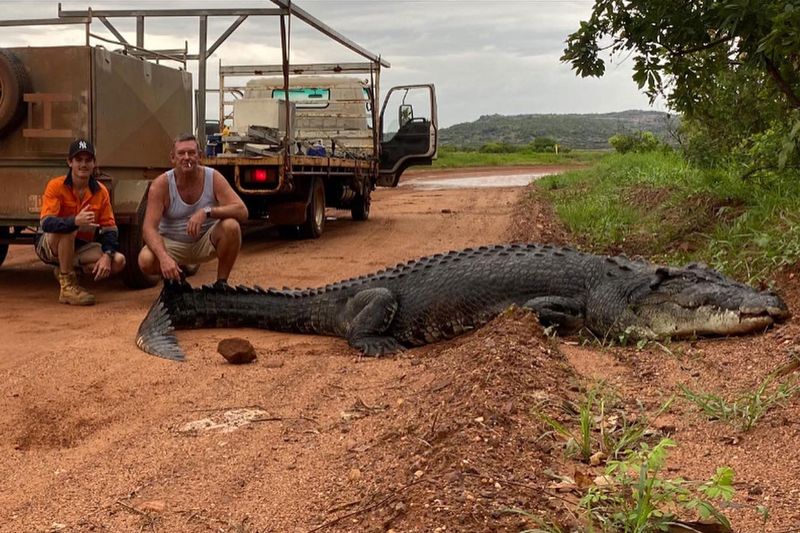 Saltwater Crocodile