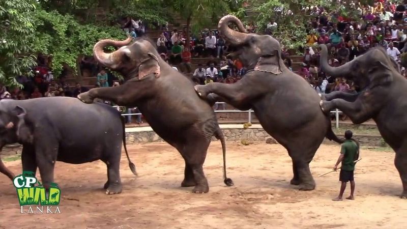 Elephant's Rhythmic Dance
