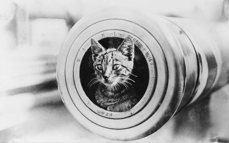 Peebles, the American Ship Cat