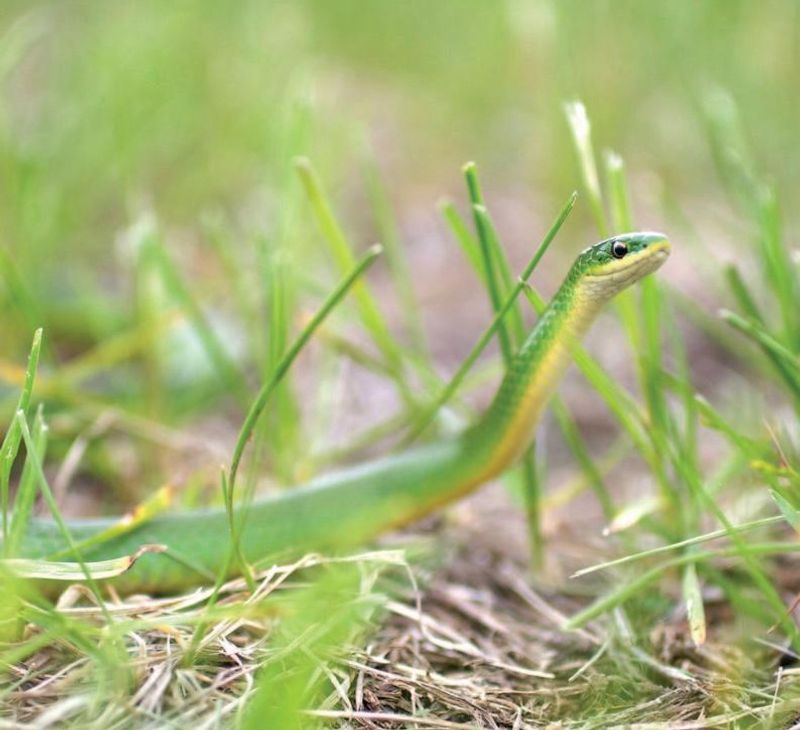 Green Snake