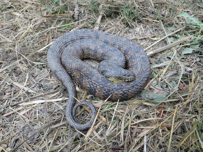 Diamondback Water Snake