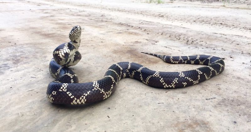 Eastern King Snake