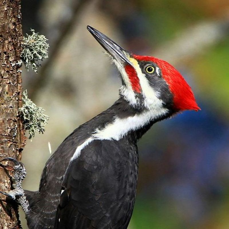 Pileated Woodpecker