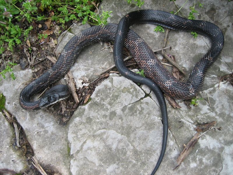 Black Rat Snake
