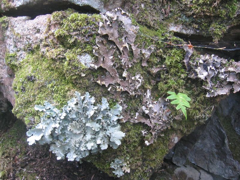 Lichen
