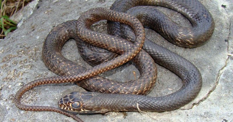 Coachwhip Snake