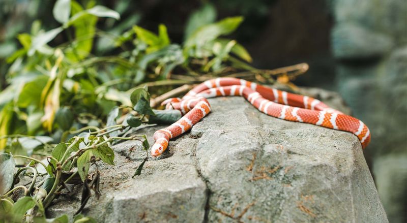 Milk Snake