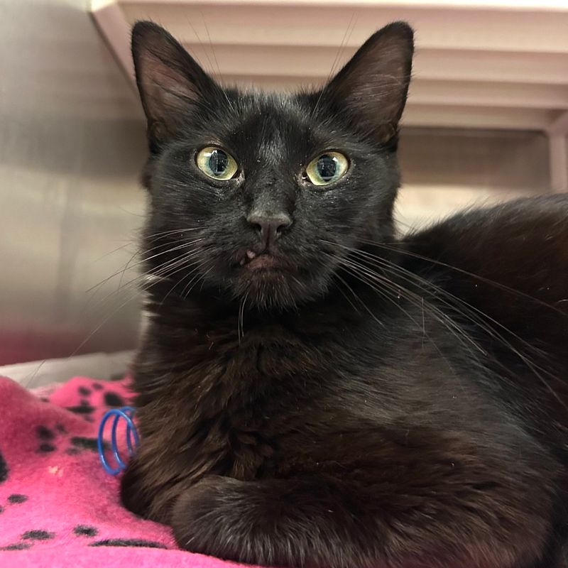 Superstition: Black Cats Bring Bad Luck