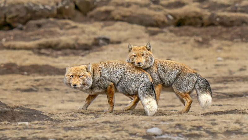 Tibetan Sand Fox (Vulpes ferrilata)