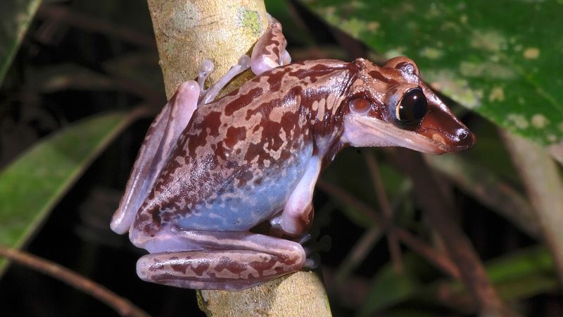 Unique Venomous Defense Mechanism