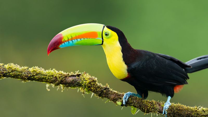 Amazon Rainforest, Brazil