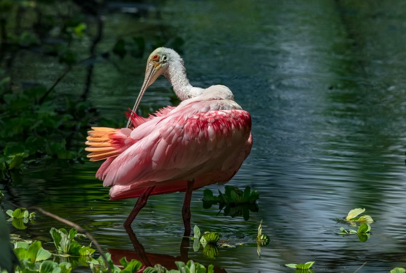 Roseate Spoonbill