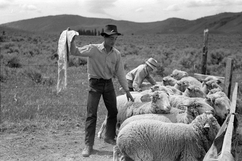 Sheep