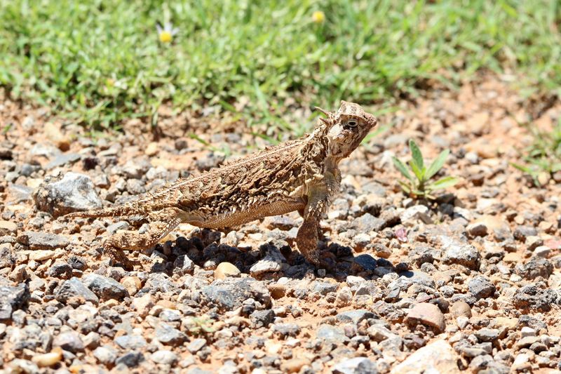 Texas Horned Lizard