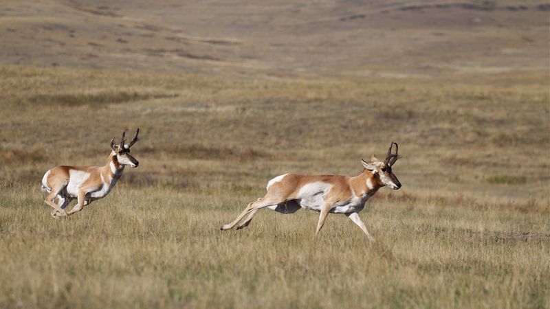 Pronghorn