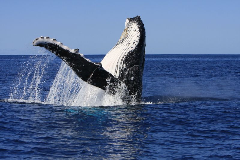 Humpback Whale