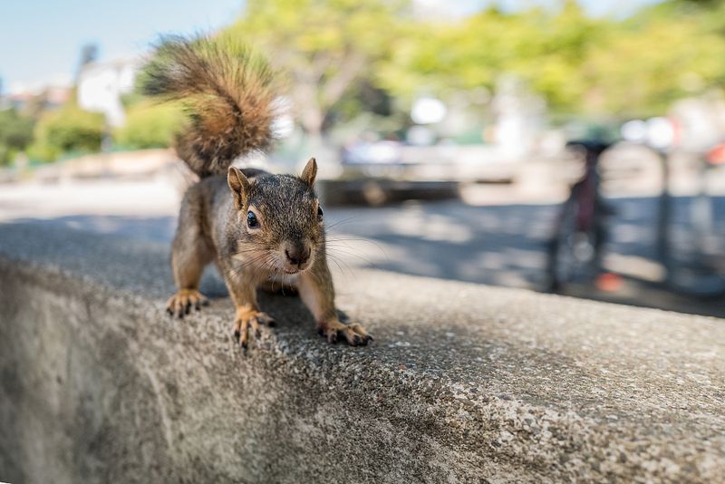 Squirrel