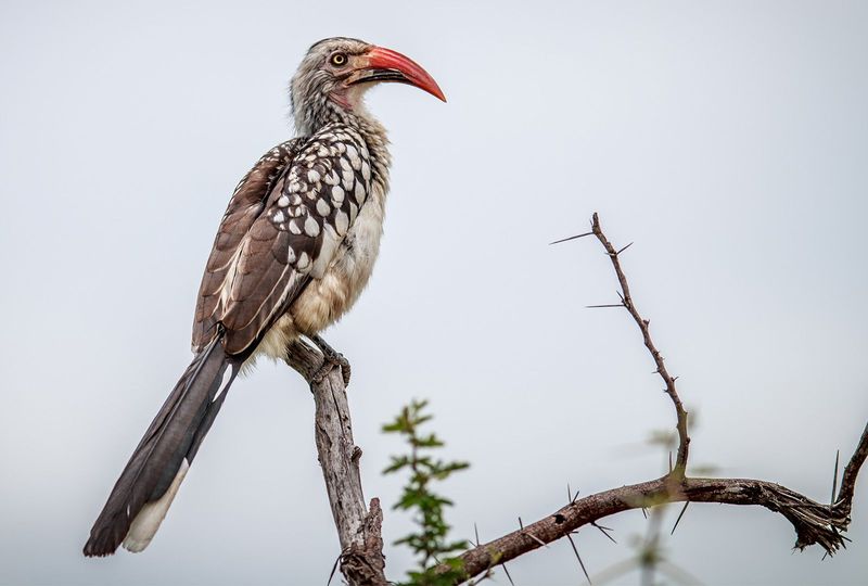 Hornbill