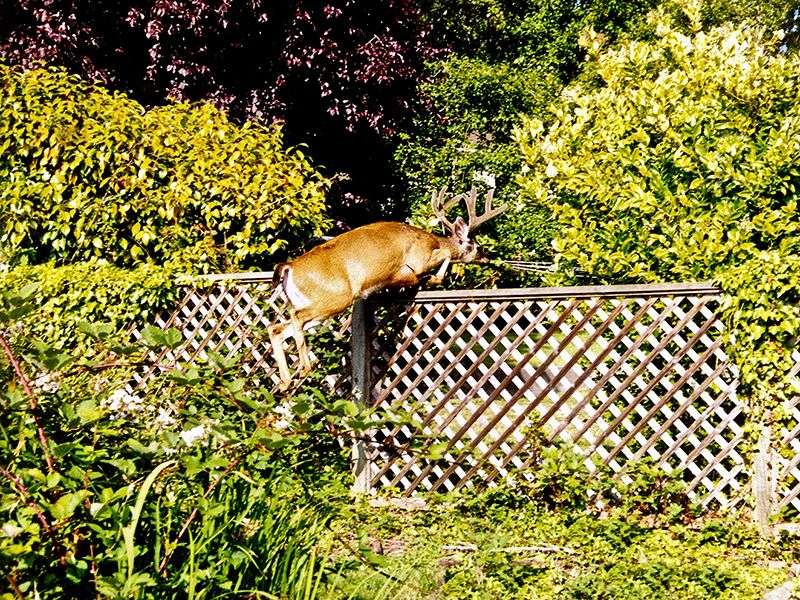 White-tailed Deer
