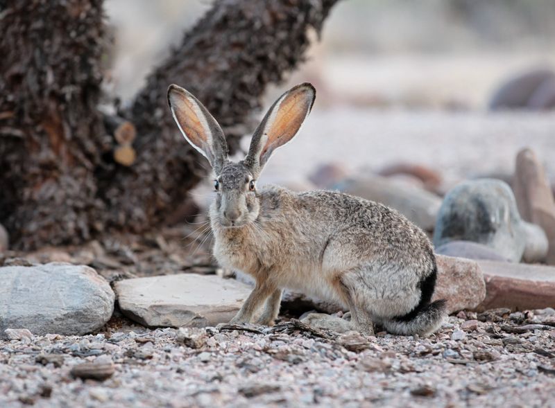 Jackrabbit